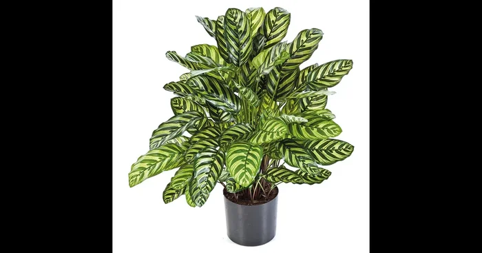 CALATHEA Kunstpflanze