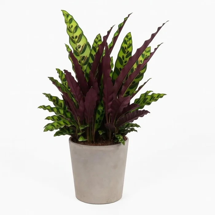 Calathea Lancifolia – 70cm