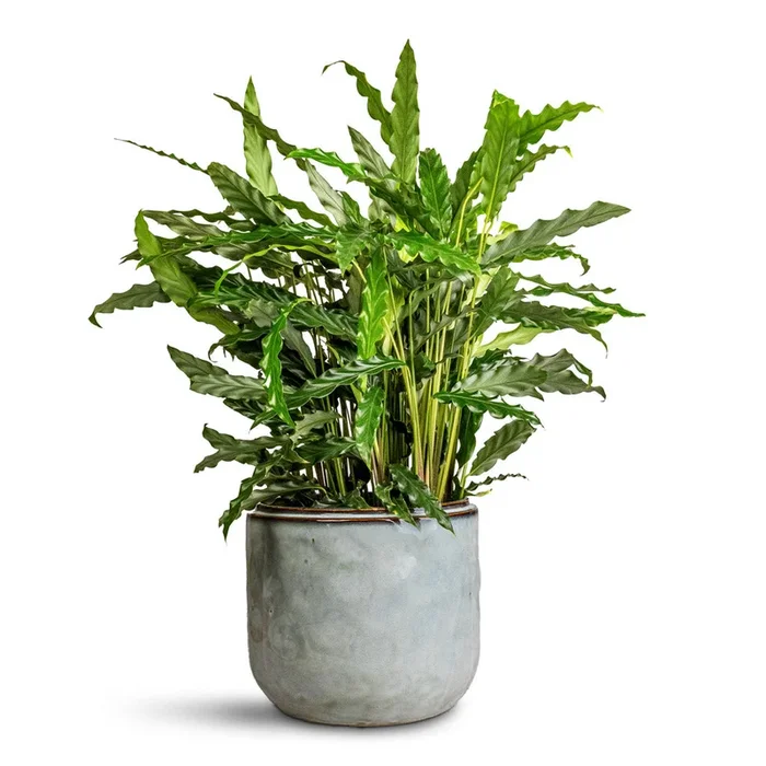 Calathea rufibarba Bluegrass – Velvet Calathea