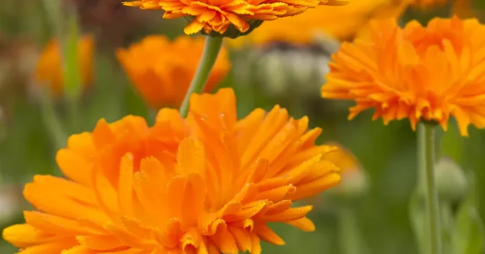 Calendula officinalis${2}