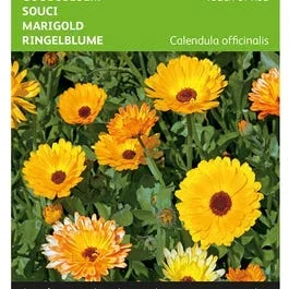 Calendula, Ringelblume Touch of Red