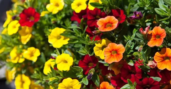 Calibrachoa${2}
