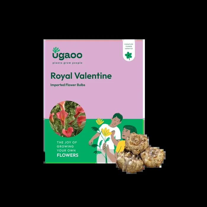 Calla Lily – Royal Valentine Bulbs