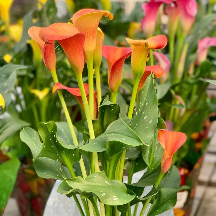 Calla Pfirsich (x2)