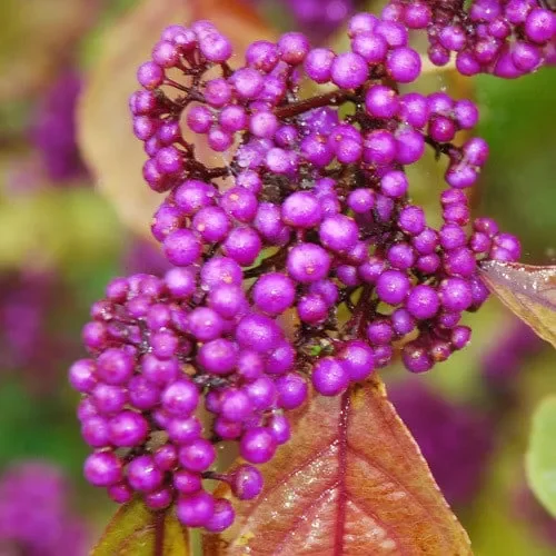 Callicarpa Bodinieri