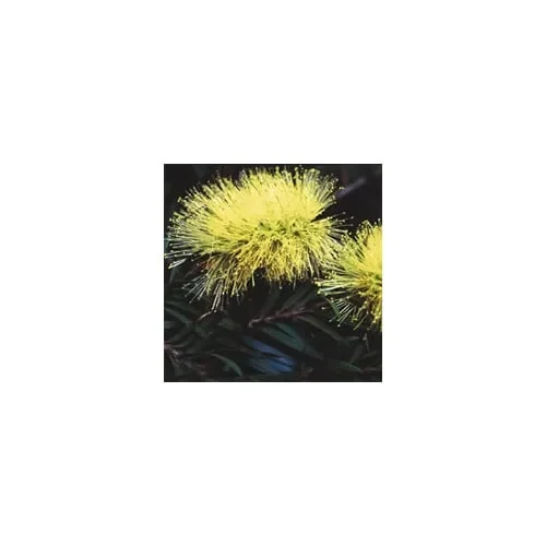 Callistemon Salignus