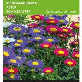 Callistephus, Sommeraster gemischt
