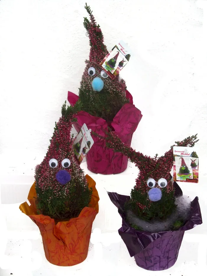 Calluna Wichtel