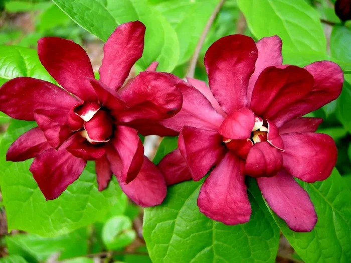Calycanthus raulstonii ‚Hartlage Wine‘ (Gewürzstrauch)