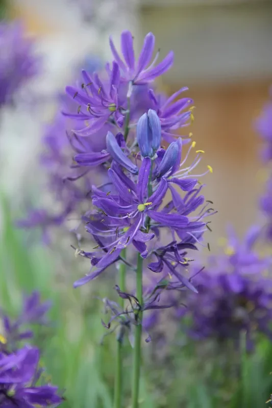 Camassia quamash (Prärielilie)