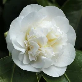 Camelia (Camellia japonica ‚Powder Puff‘)