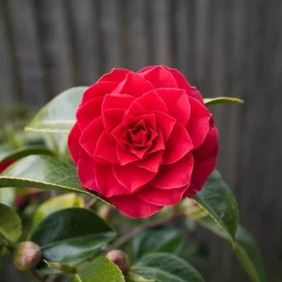 Camellia Flower Plant (Red)