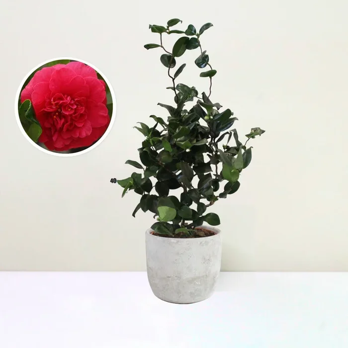 Camellia jap. Curly Lady