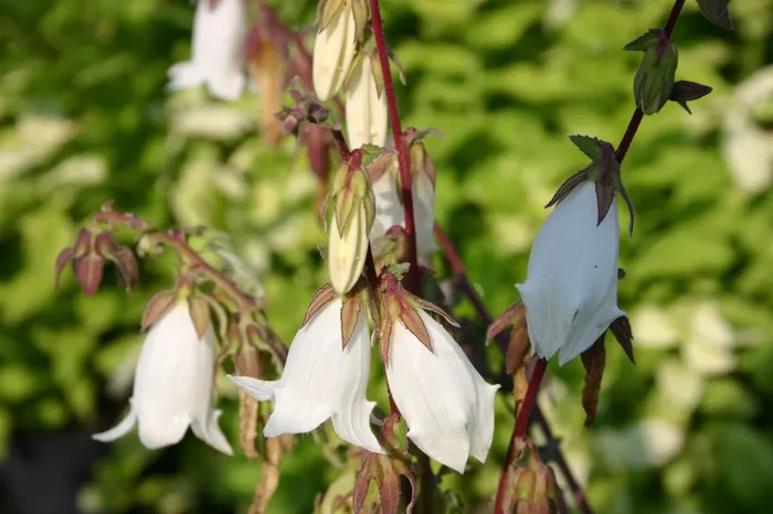 Campanula alliariifolia (Knoblauchrauken-Glockenblume)