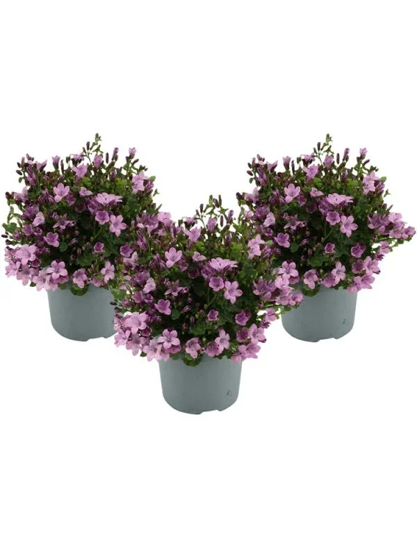 Campanula Ambella Pink 3x