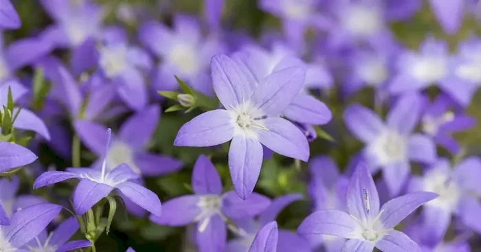 Campanula garganica