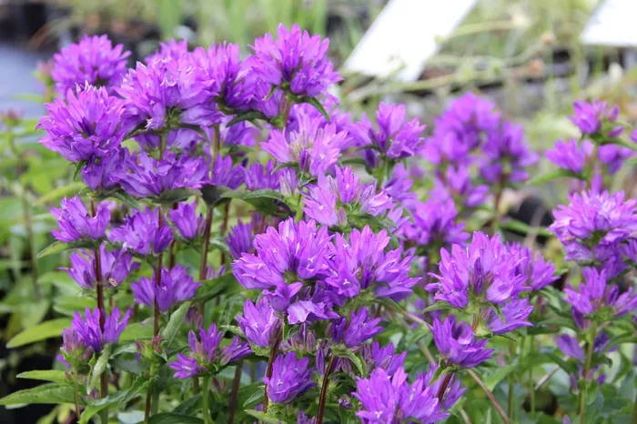 Campanula glomerata ‚Freya‘ ® (Knäuel-Glockenblume)