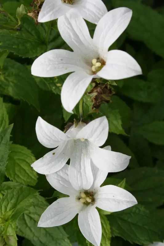 Campanula lactiflora ‚Alba‘ (Dolden-Glockenblume)