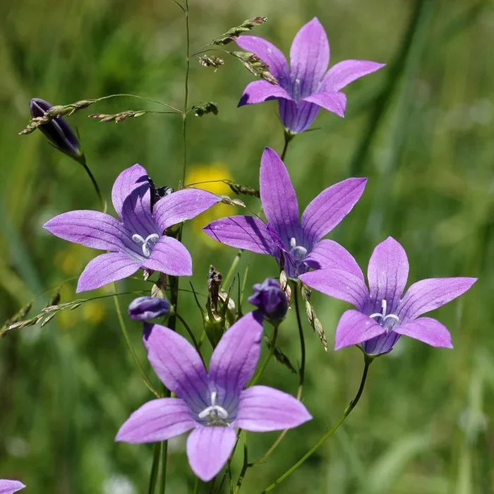 Campanula patula