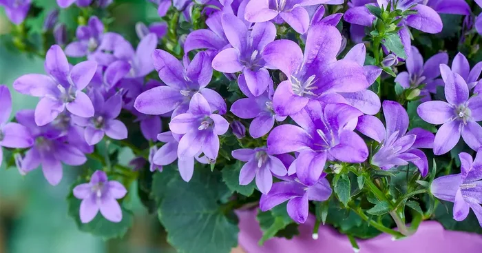 Campanula poscharskyana ‚Blauranke‘