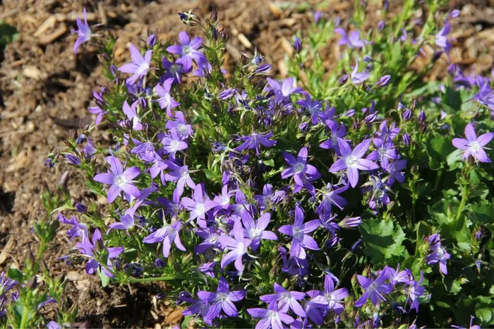 Campanula poscharskyana ‚Stella‘ (Hängepolster-Glockenblume)