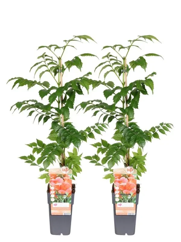 Campsis Radicans Flamenco 2x