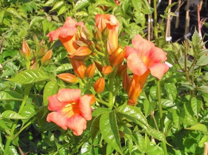 Campsis tagliabuana ‚Mme Galen‘ (Großblütige Klettertrompete)