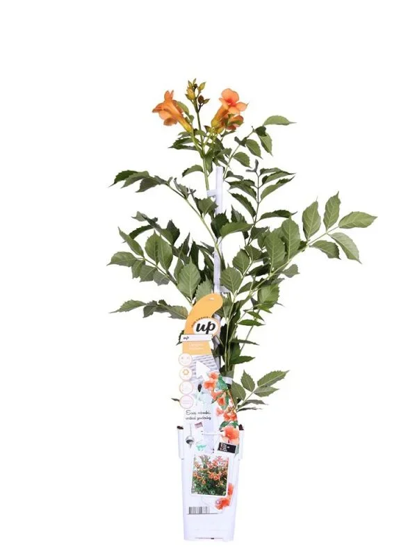 Campsis x Tagliabuana Madame Galen