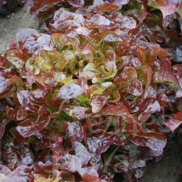 Cantarix – Eichblatt rot