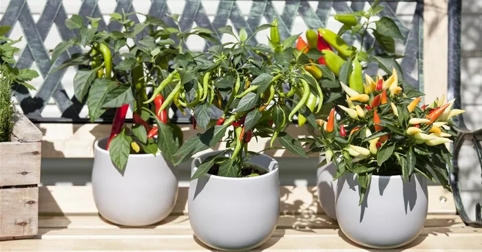 Capsicum annuum${2}