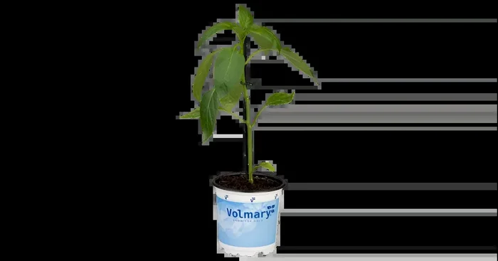 Capsicum annuum Paprika Beluga® Orange (WLS8302) F1
