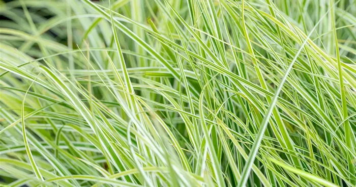 Carex Mix