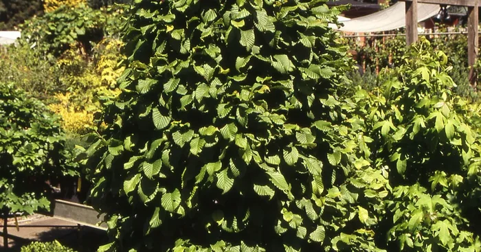 Carpinus betulus ‚Fastigiata Monument‘