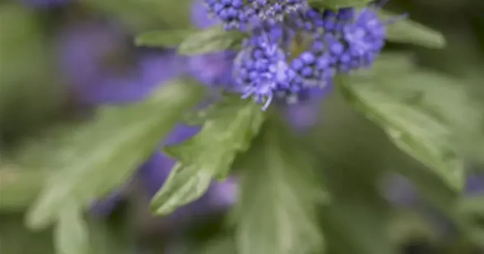 Caryopteris clandonensis ‚Kew Blue‘