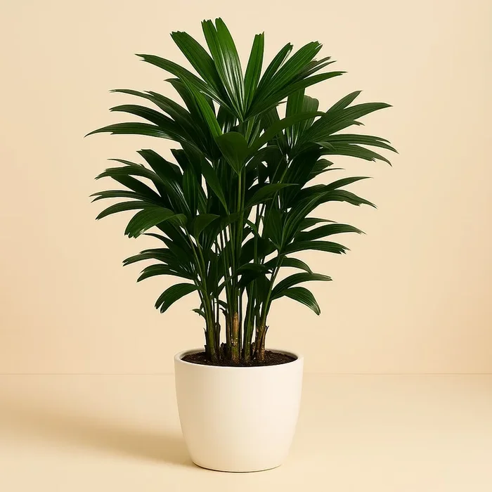 Caryota Mitis – 65cm
