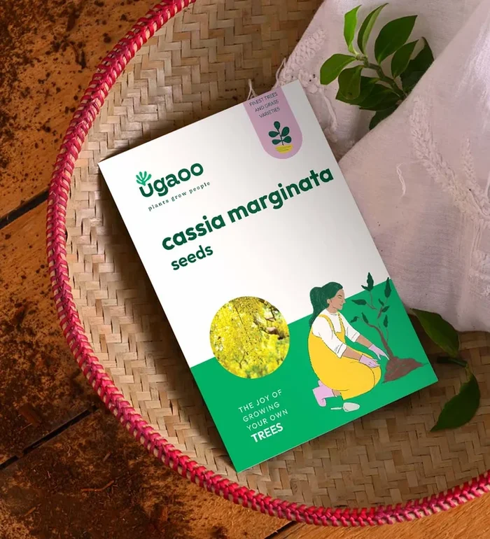 Cassia Marginata Seeds (Red Shower Tree) – 100 g