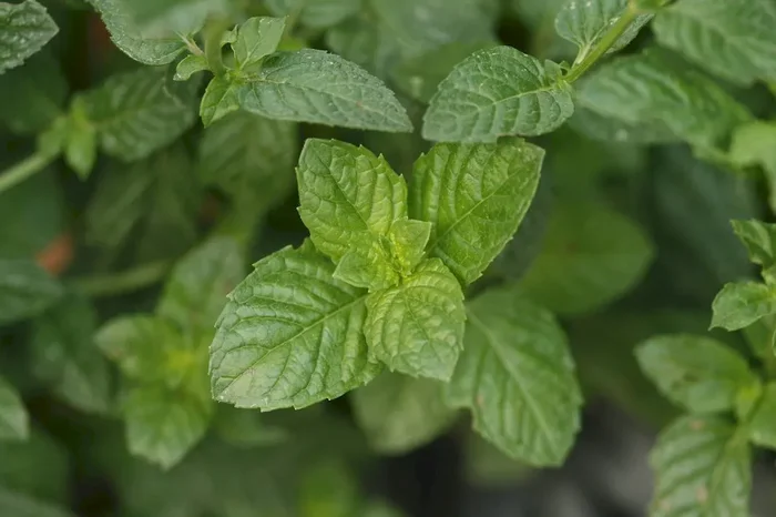 Cassis-Minze, Mentha x piperita var. citrata ‚Cassis‘