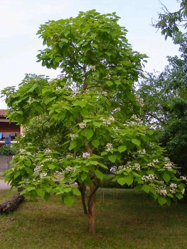 Catalpa bignonioides – Trompetenbaum