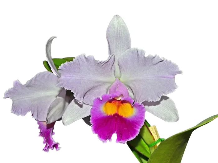 Cattleya Amanecer ‚4N‘