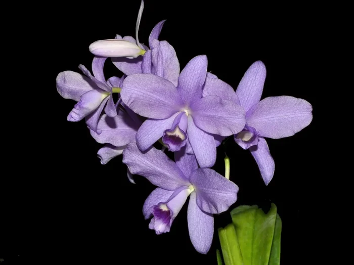 Cattleya bowringiana f. coerulea