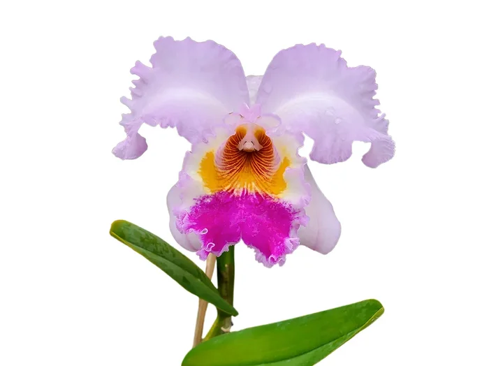 Cattleya Chusy Recinos