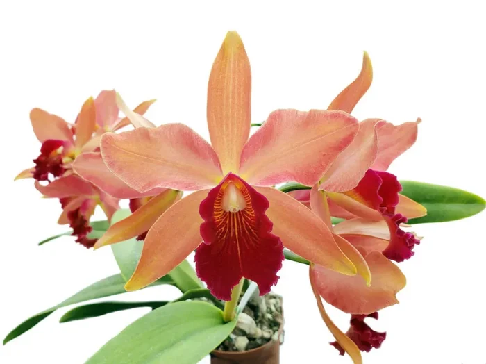 Cattleya George Hausermann ‚Carl‘