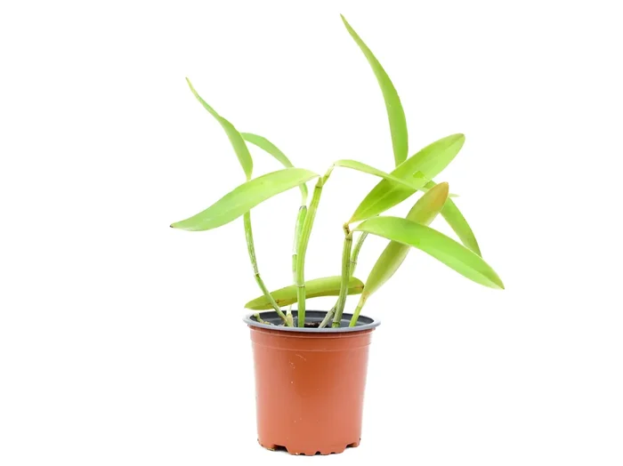 Cattleya Green Emerald