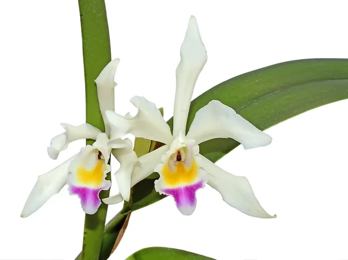 Cattleya Lavinia Valbonesi
