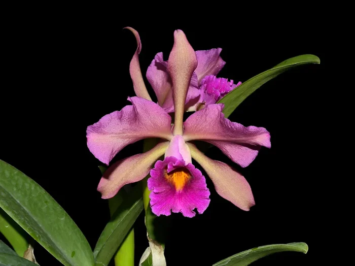 Cattleya Lucia Fernandez