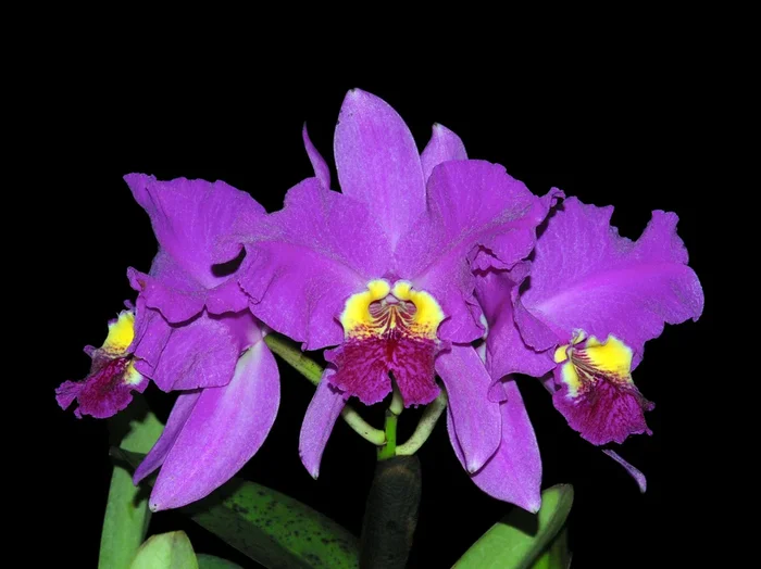 Cattleya lueddemanniana Rombito