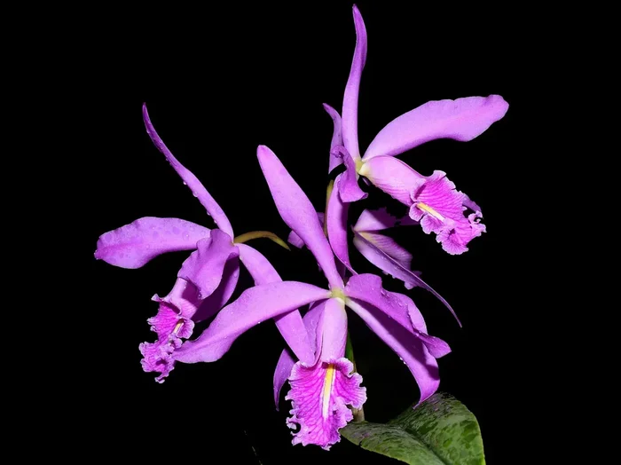 Cattleya maxima (‚Ecua 0201‘ x ‚Ecua 0204‘)