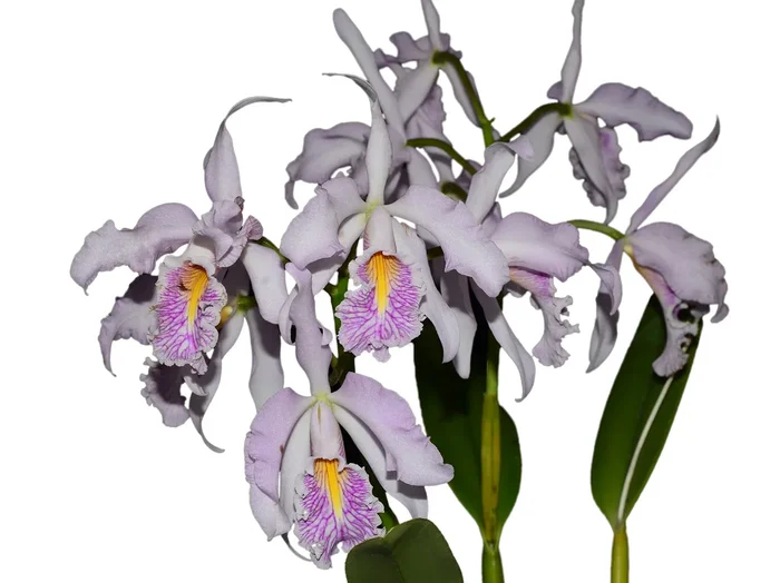 Cattleya maxima semialba ‚Delicata‘ x ‚Ingrid‘