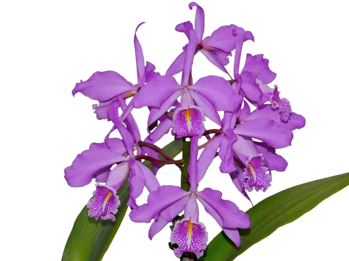 Cattleya maxima tall