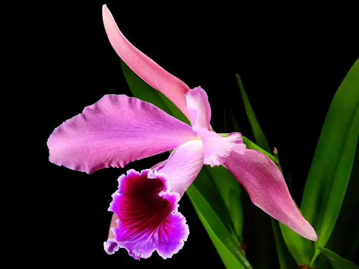 Cattleya Pacavia